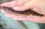 《寻找七星鳢的江湖之旅》（探寻烟雨江湖七星鳢的获得位置）