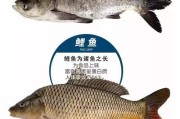 热血送鱼任务完成方法是什么？