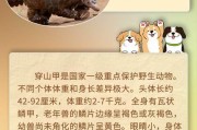 少年三国志2猞猁技能介绍——掌握猞猁技能，成就游戏巅峰（强者抉择）