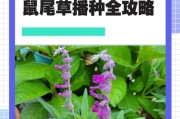 我的世界鼠尾草种植方法是什么？如何种植？