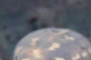 我的世界中雨蛙的捕捉方法是什么？雨蛙有什么用途？