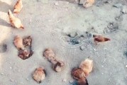 绝地求生刨坑技巧与玩法解析？