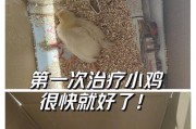 迷你世界小鸡的养殖方法是什么？养殖小鸡有什么技巧？