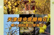 旅行青蛙中国之旅（以游戏为媒介）
