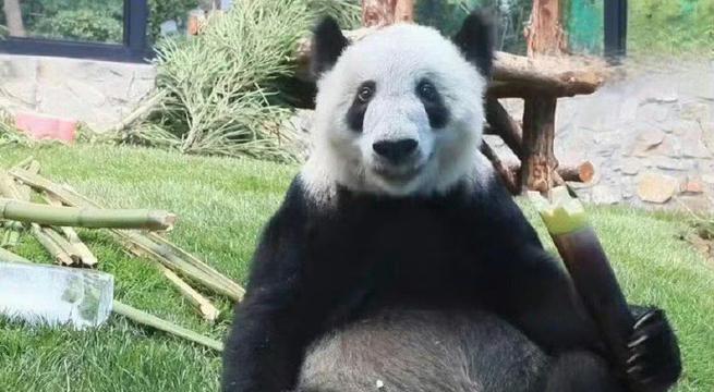 探秘熊猫餐厅福气值获取方法（打造最幸福的熊猫餐厅）