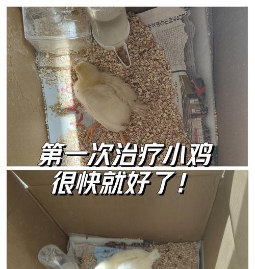 迷你世界小鸡的养殖方法是什么？养殖小鸡有什么技巧？