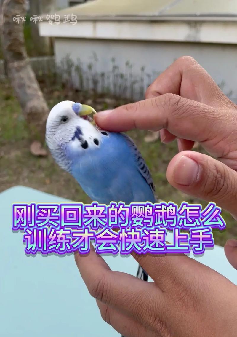 怎么训鹦鹉我的世界？鹦鹉训练有哪些技巧？