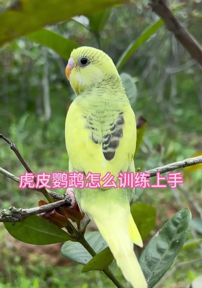 怎么训鹦鹉我的世界？鹦鹉训练有哪些技巧？