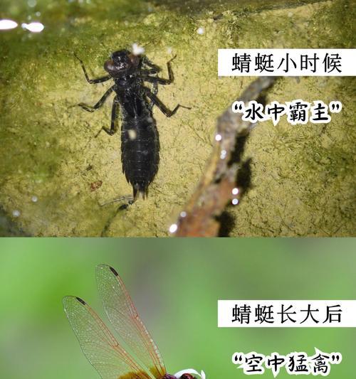 白蜻蜓进化条件是什么？进化后有哪些变化？
