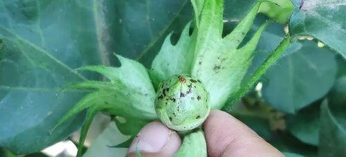 绿色点消失的方法是什么？