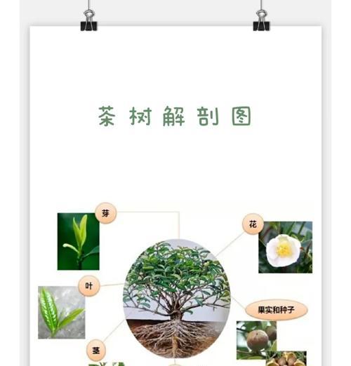 我的世界果茶叶种植步骤是什么？