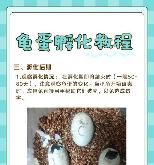 《我的世界》幼龟孵化方法？孵化幼龟需要什么条件？
