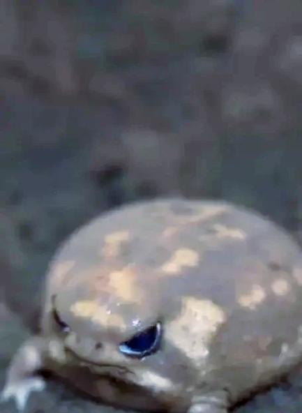 我的世界中雨蛙的捕捉方法是什么？雨蛙有什么用途？