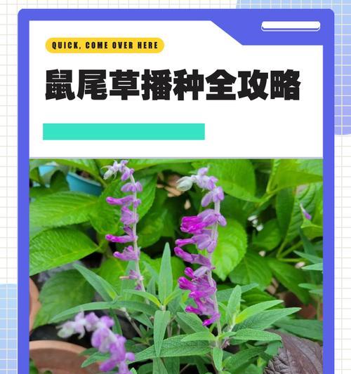 我的世界鼠尾草种植方法是什么？如何种植？
