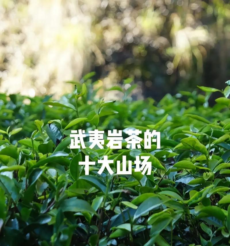 之江问道岩茶怎么样啊？岩茶的品质和特点是什么？