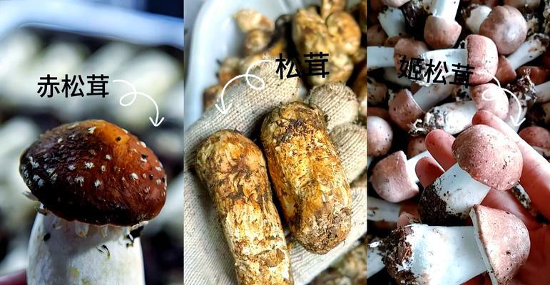 玩转小森生活松茸的刷法秘籍（掌握关键地点）