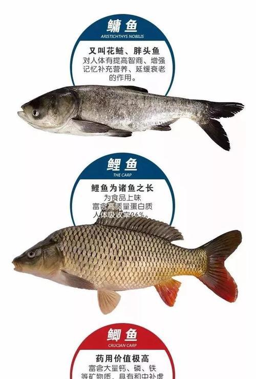热血送鱼任务完成方法是什么？