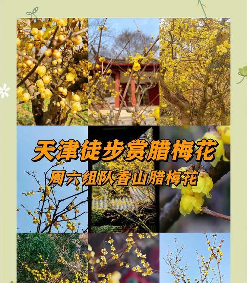 旅行青蛙中国之旅（以游戏为媒介）